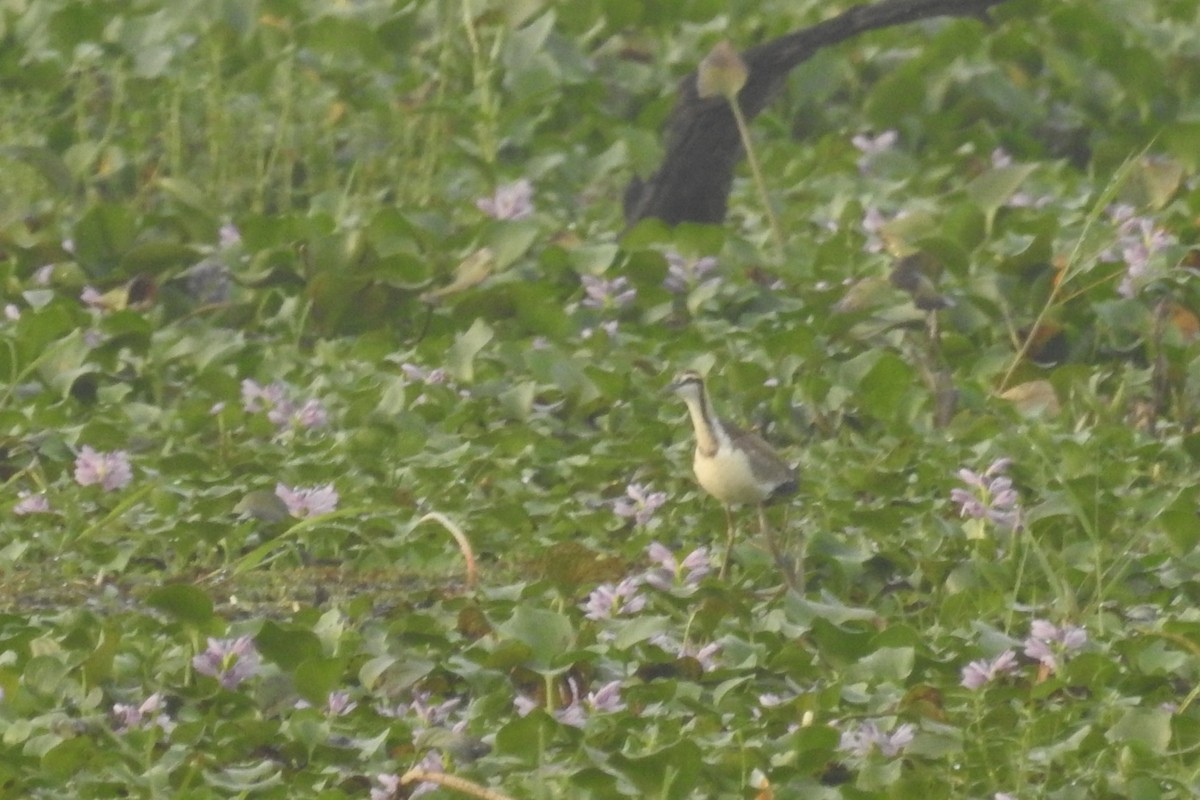 Pheasant-tailed Jacana - ML613717802