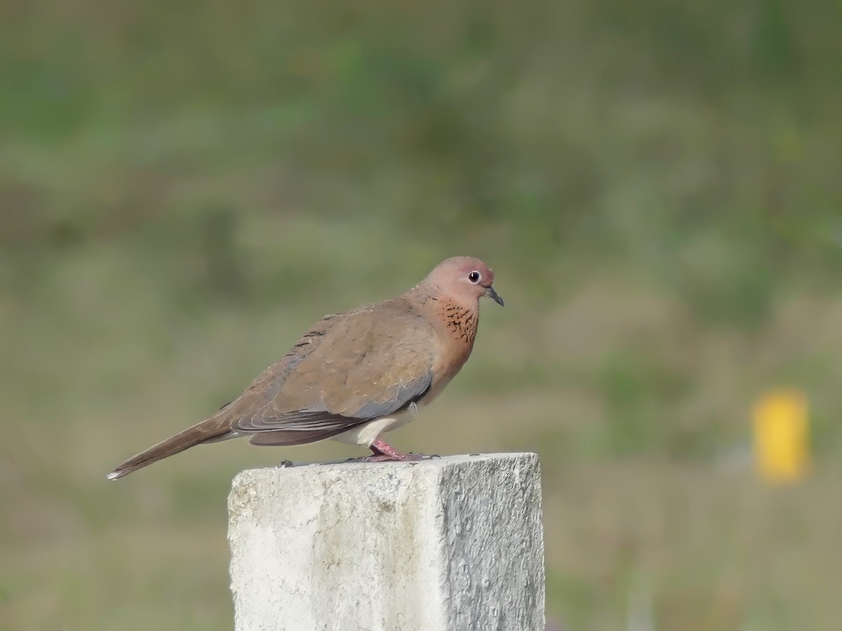 Laughing Dove - ML613717803