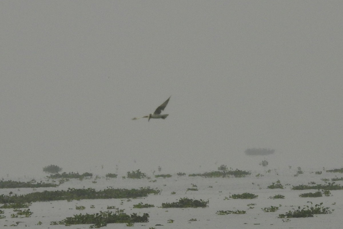 Whiskered Tern - ML613717827