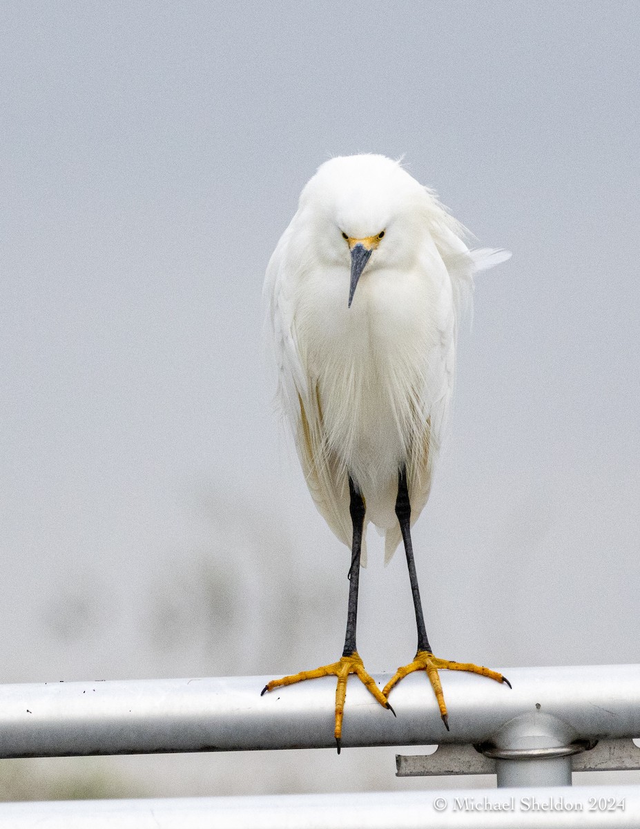 Snowy Egret - Michael Sheldon