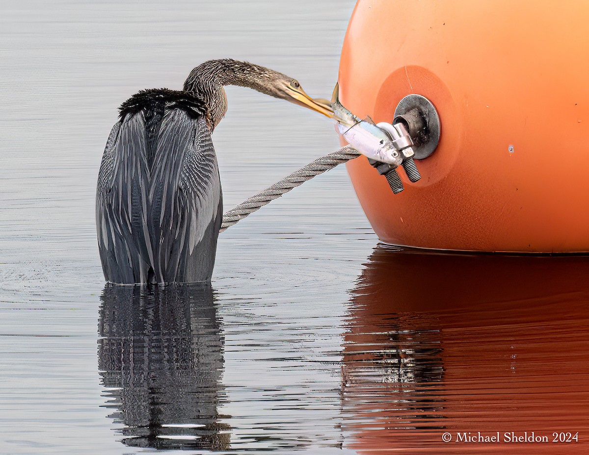 Anhinga Americana - ML613717926