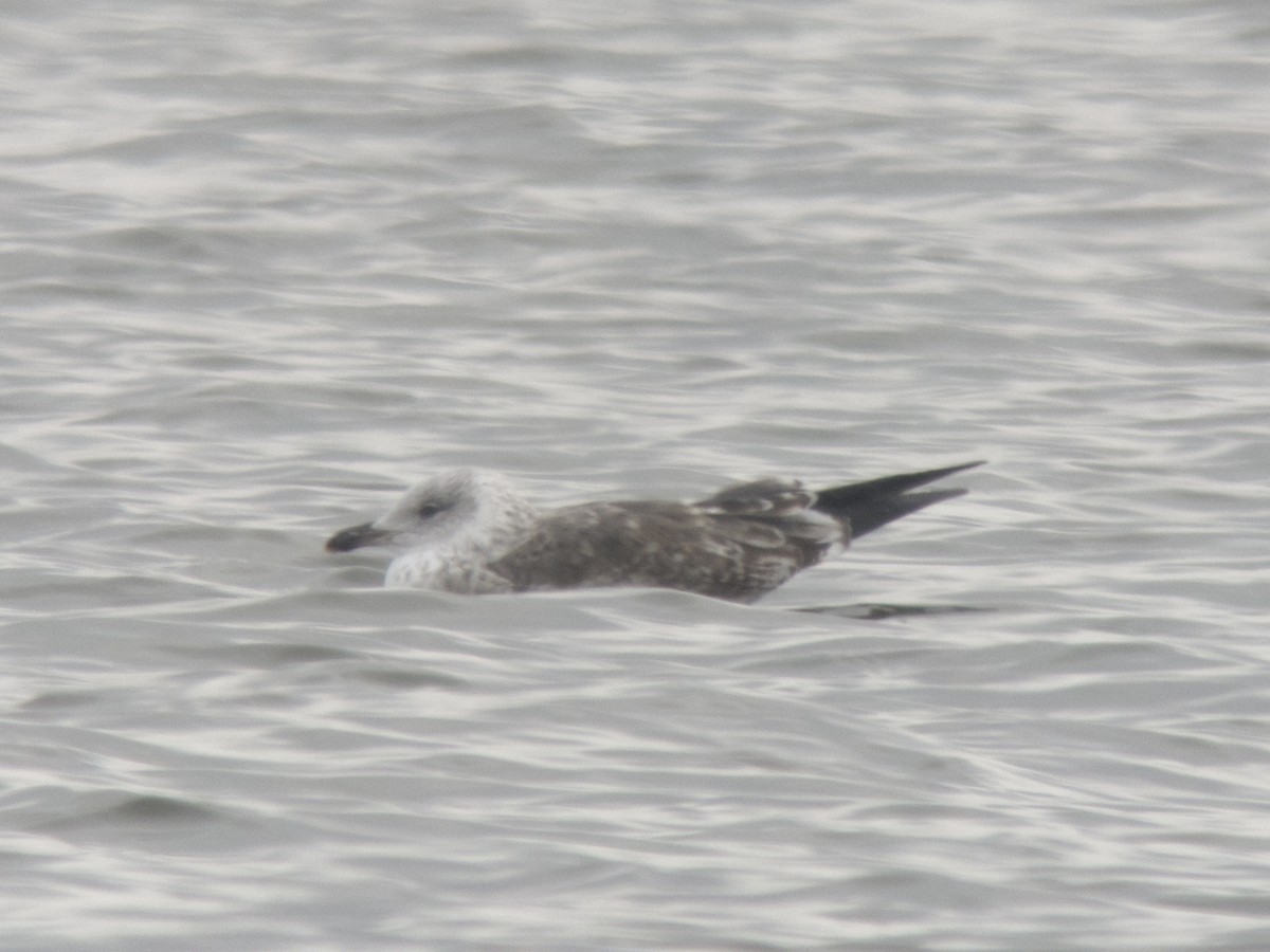 Lesser Black-backed Gull - ML613717931