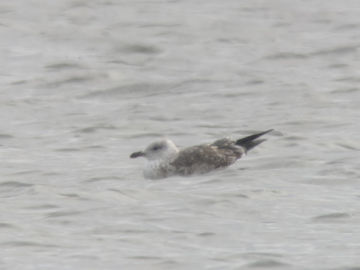 Lesser Black-backed Gull - ML613717932