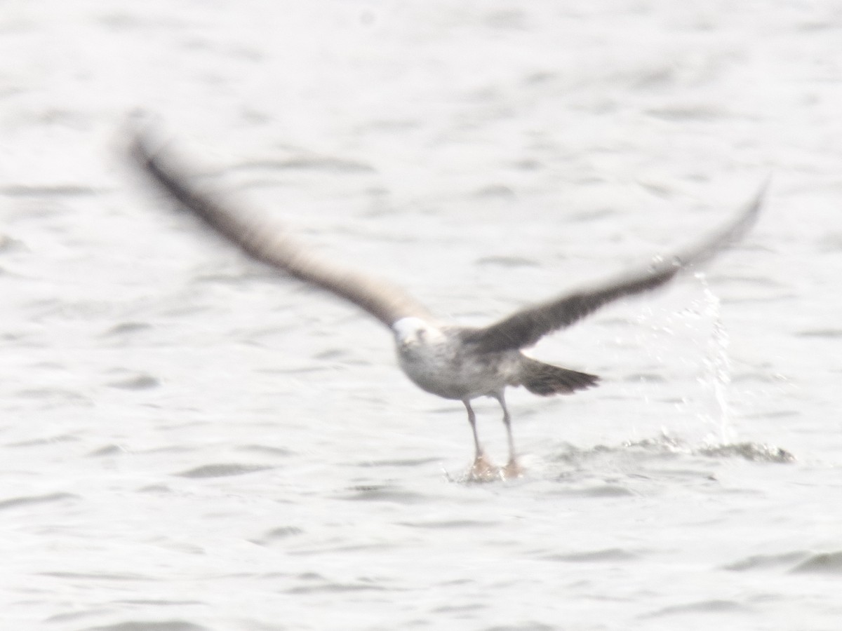 Lesser Black-backed Gull - ML613717933