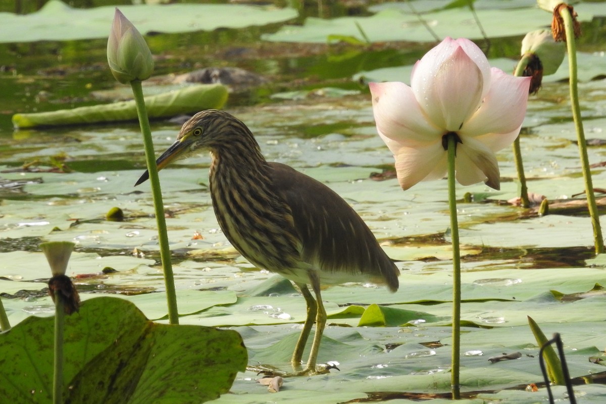 Indian Pond-Heron - ML613717941