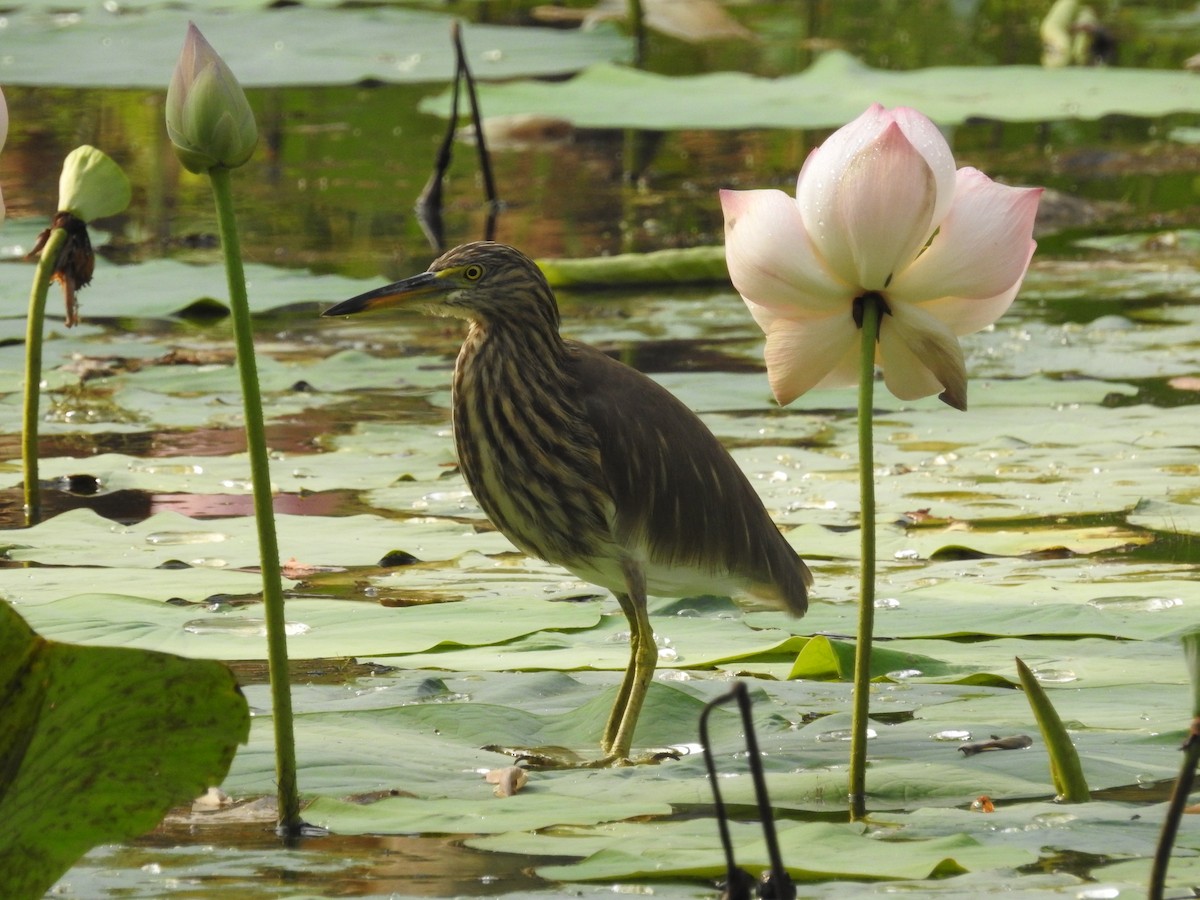 Indian Pond-Heron - ML613717942