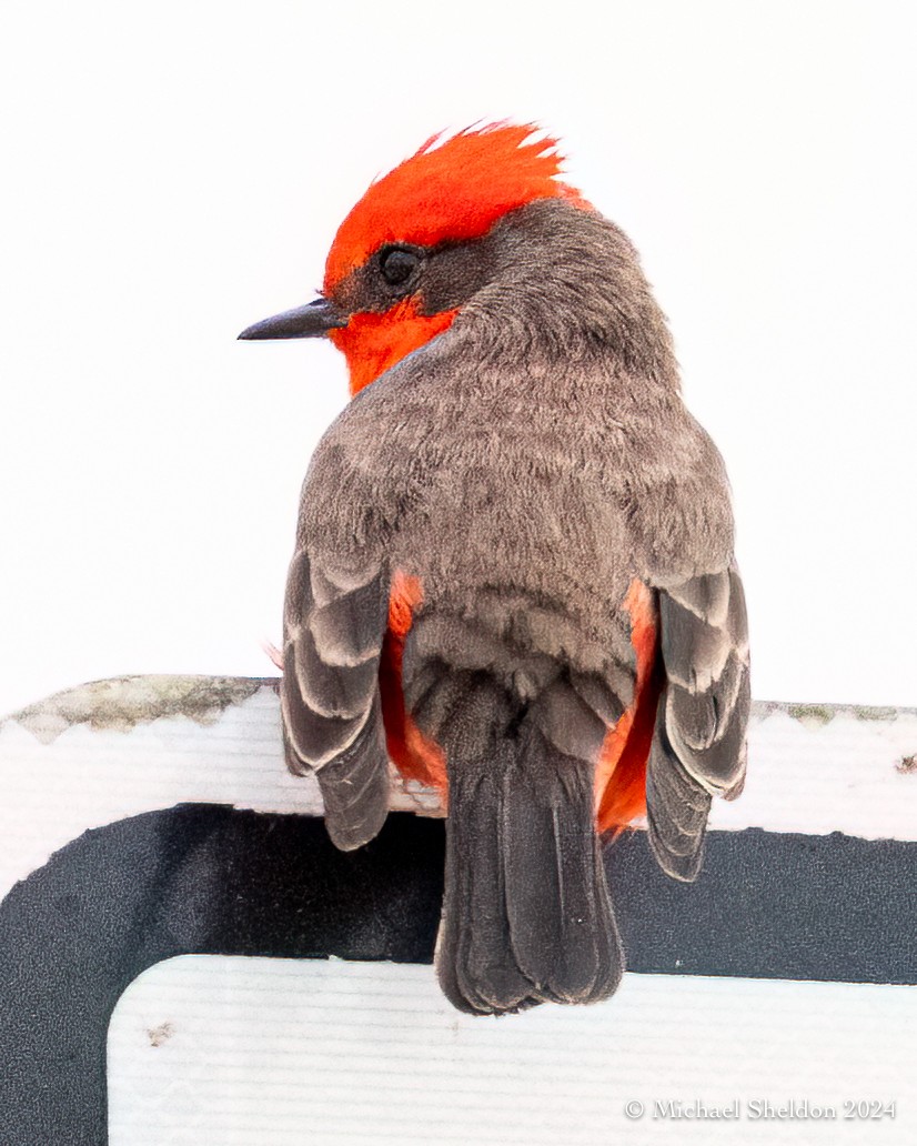 Vermilion Flycatcher - Michael Sheldon