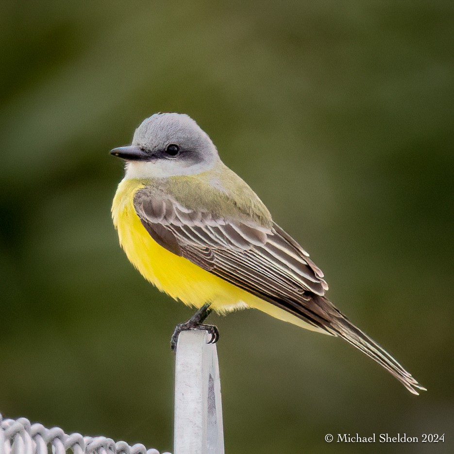 Tropical Kingbird - ML613717981