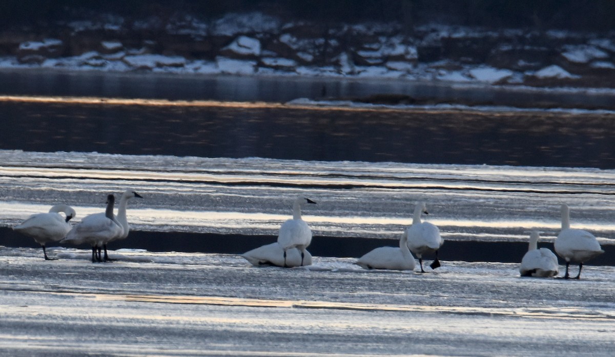 Tundra Swan - George Zimmer