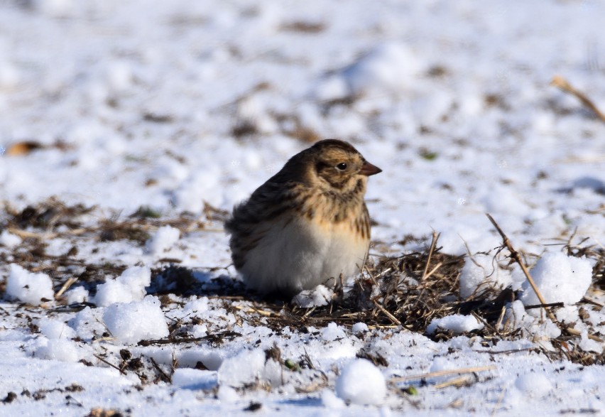 Lapland Longspur - ML613718064