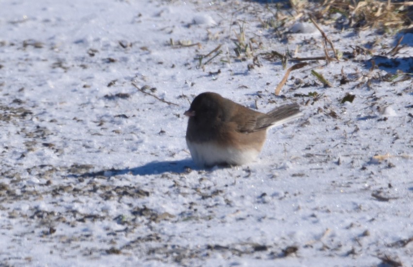 Dark-eyed Junco - ML613718074