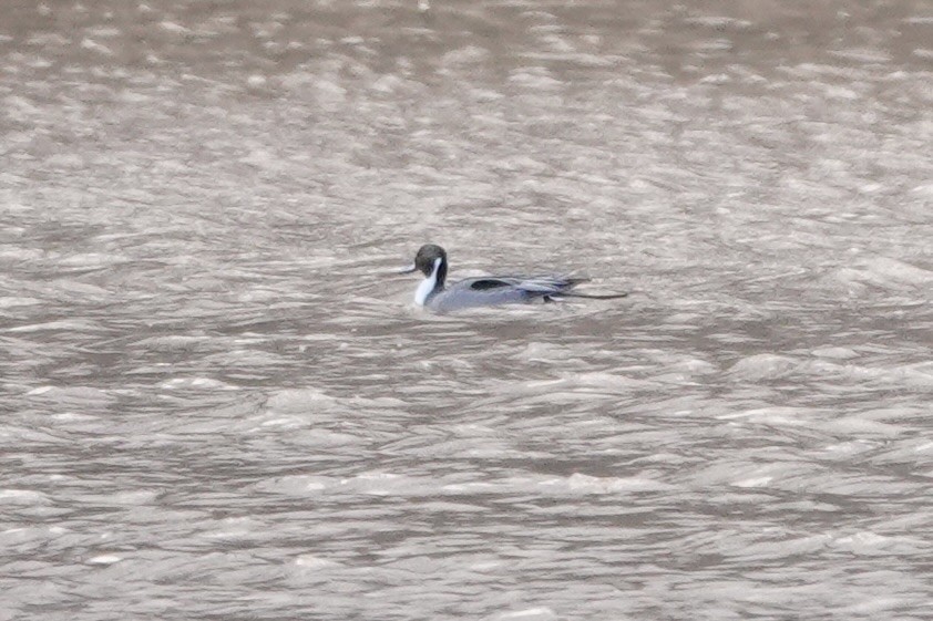 Northern Pintail - ML613718100