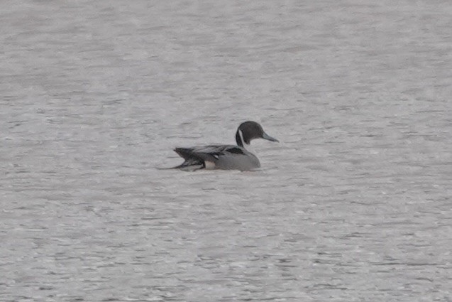 Northern Pintail - ML613718101