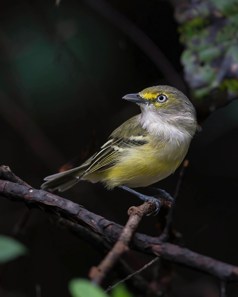 White-eyed Vireo - Brian Smith