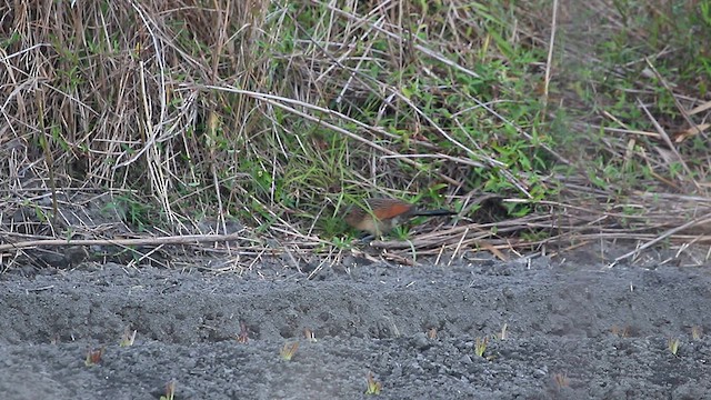 Lesser Coucal - ML613718160