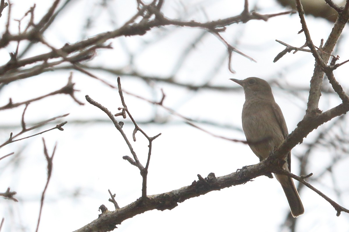 Brown-tailed Chat - ML613718172