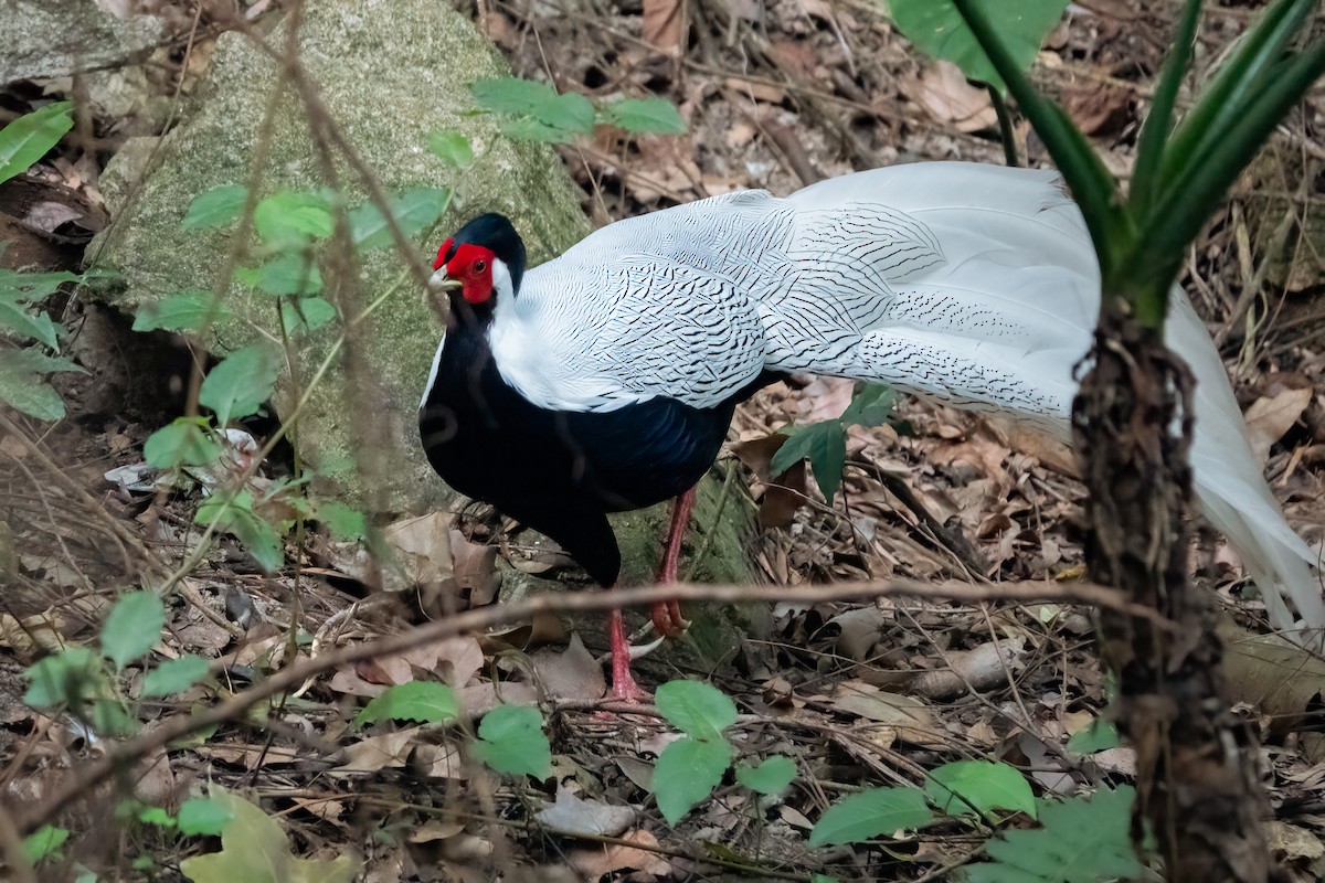Silver Pheasant - 冰 鸟