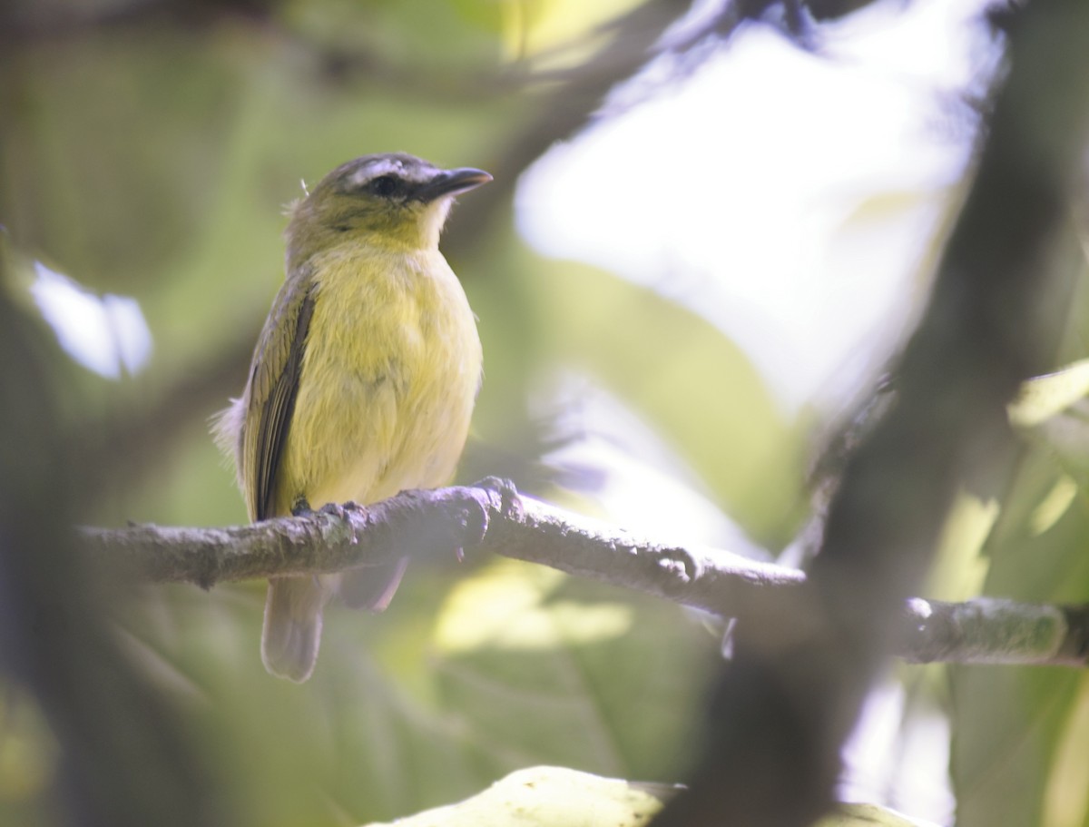 Brown-capped Tyrannulet - ML613718261