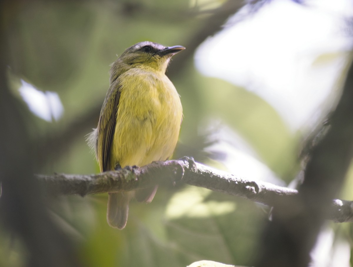 Brown-capped Tyrannulet - ML613718262