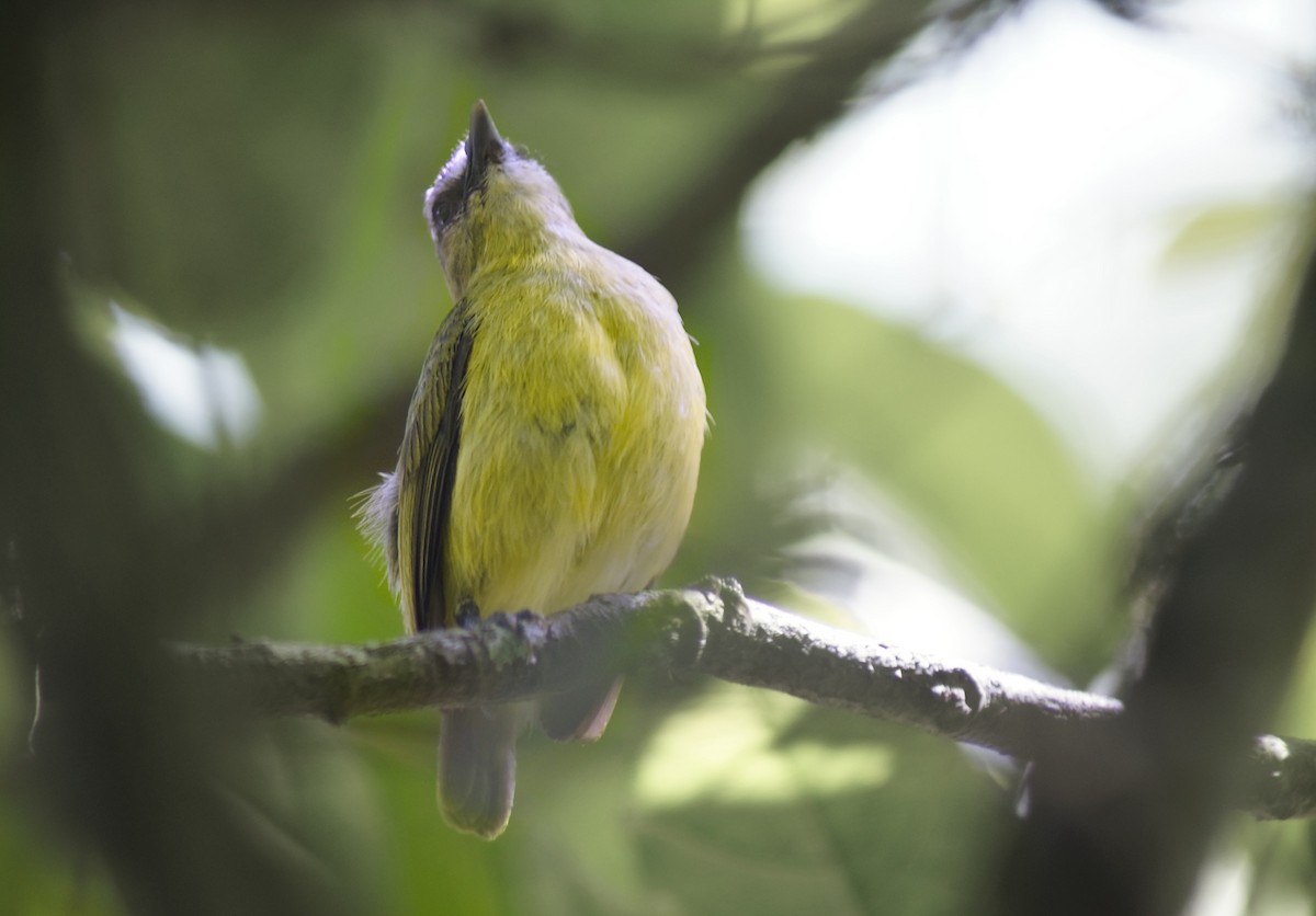 Brown-capped Tyrannulet - ML613718263