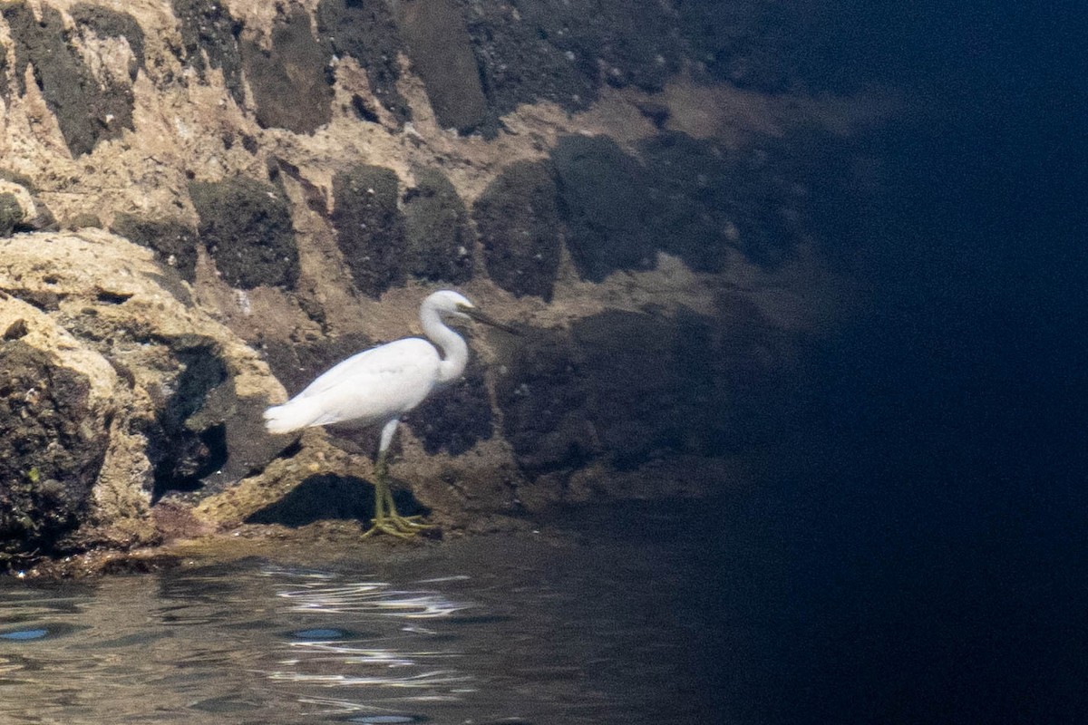 Pacific Reef-Heron - ML613718268