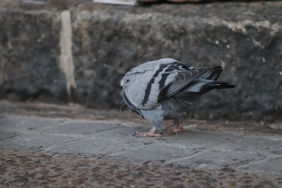 Rock Pigeon (Feral Pigeon) - Amber-Rose Veitch