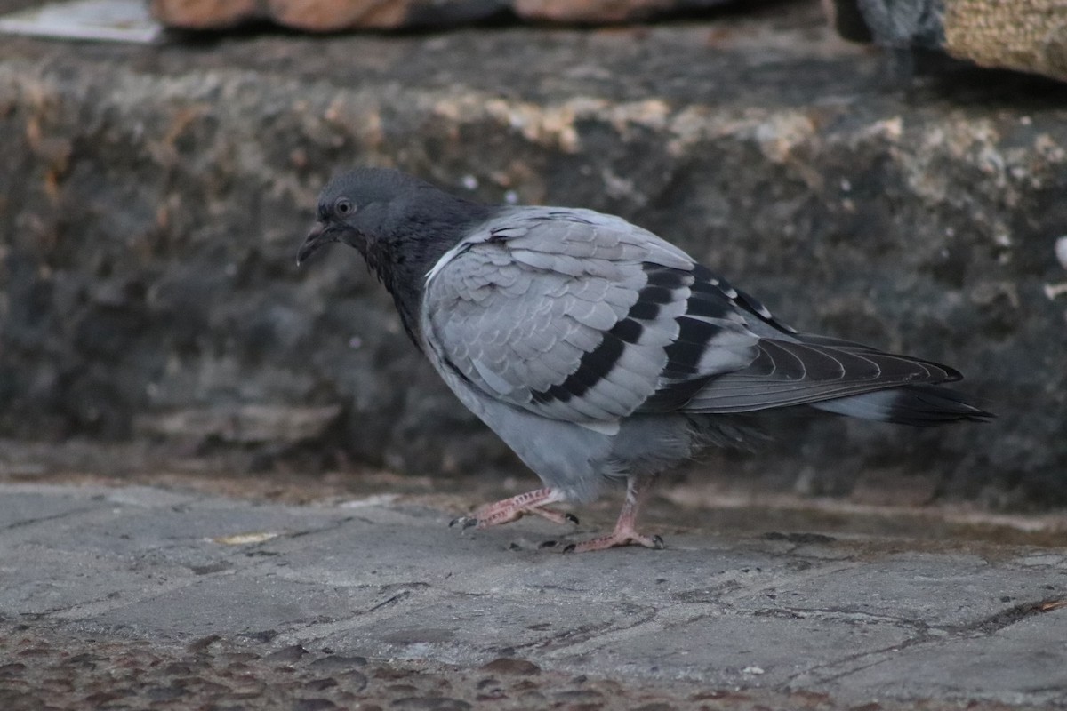 Rock Pigeon (Feral Pigeon) - Amber-Rose Veitch