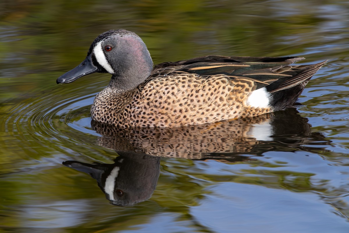 Blue-winged Teal - Dr WD40