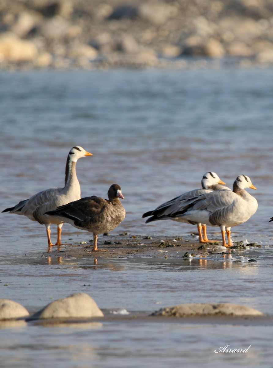 Greater White-fronted Goose - ML613718395