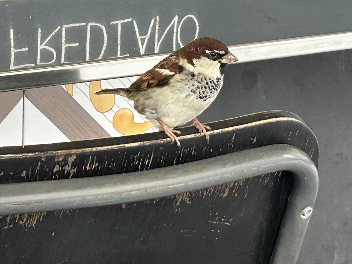 Italian Sparrow - ML613718434