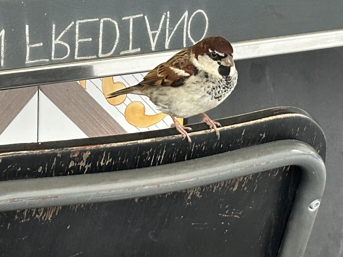 Italian Sparrow - ML613718435