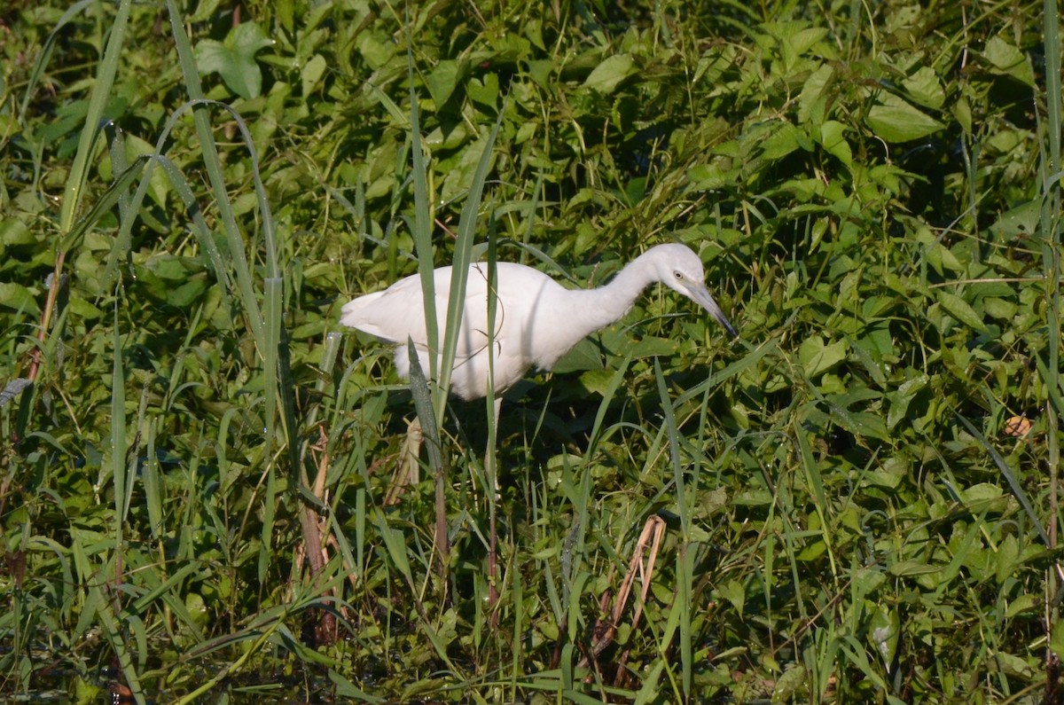 Little Blue Heron - ML613718454