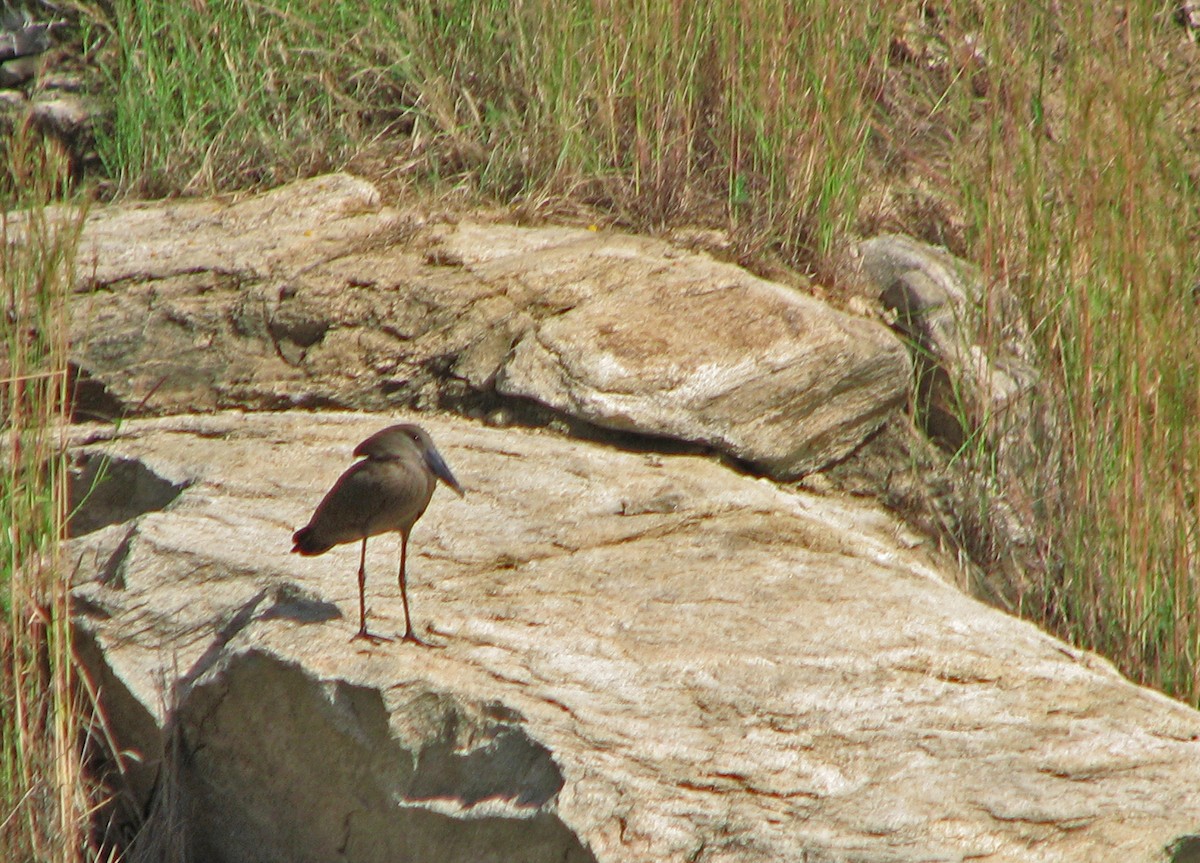 Hamerkop - ML613718497