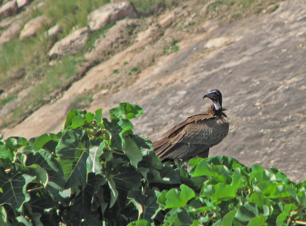 Hooded Vulture - ML613718504