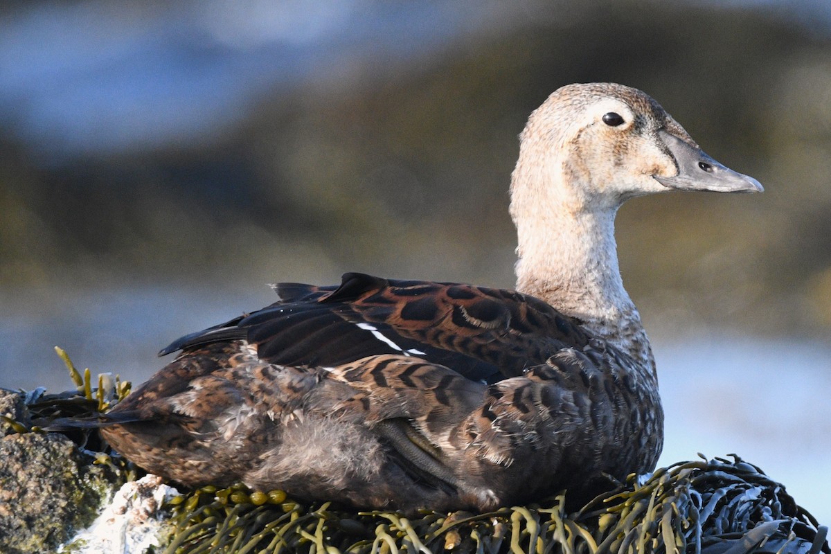 King Eider - ML613718546