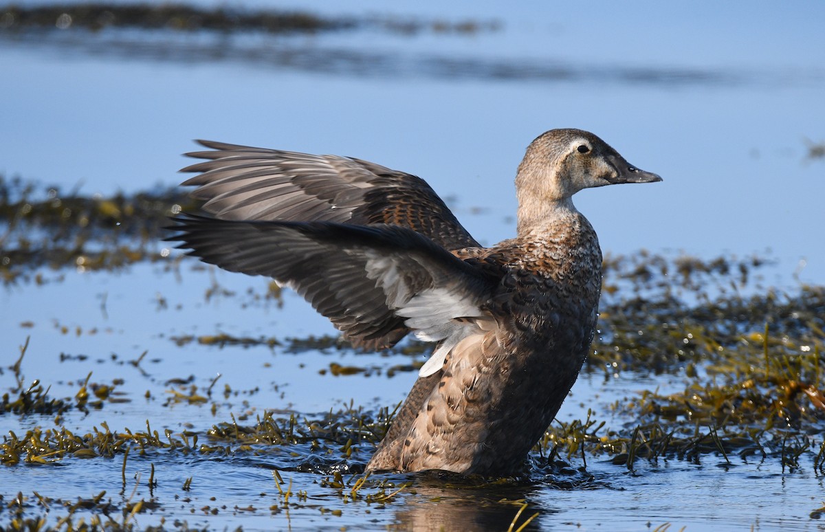 King Eider - ML613718548