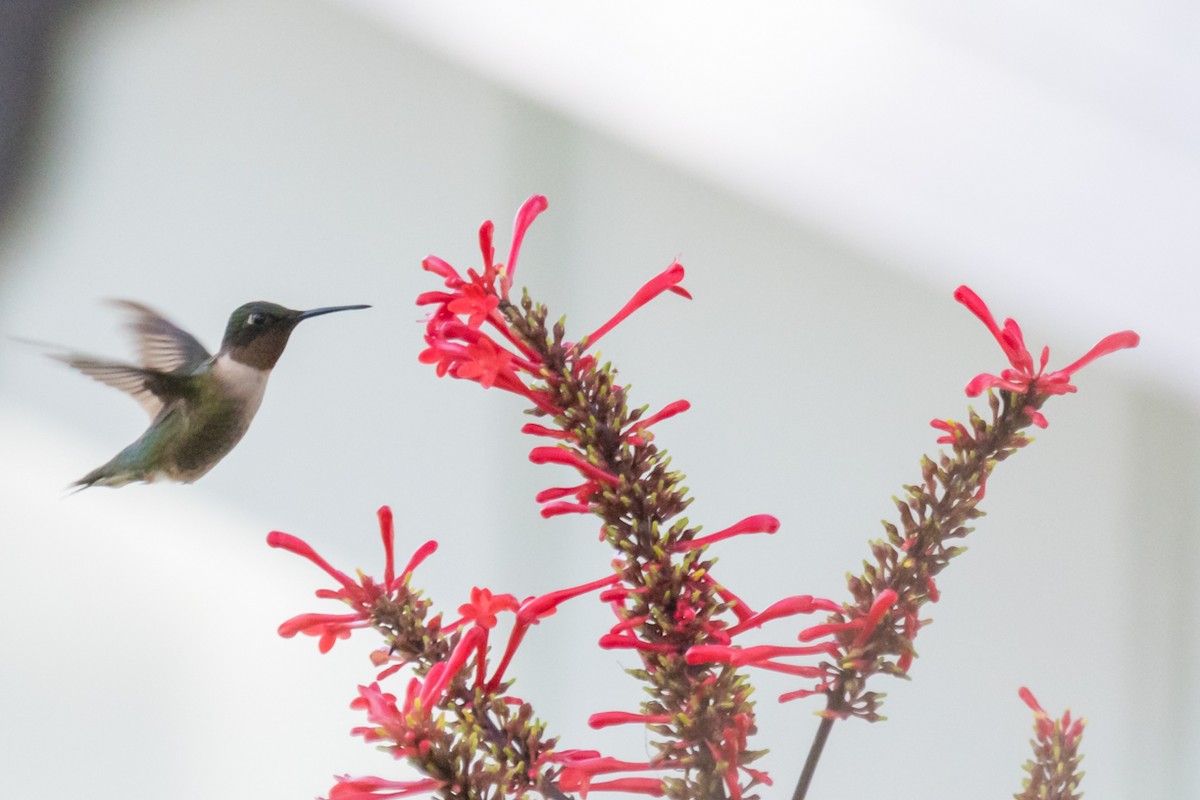 Colibrí Gorjirrubí - ML613718580