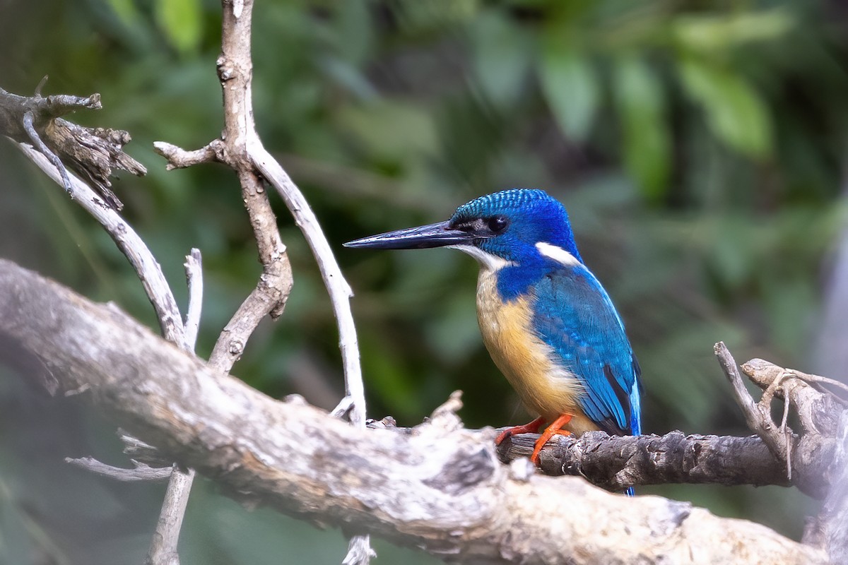 Half-collared Kingfisher - Niall D Perrins