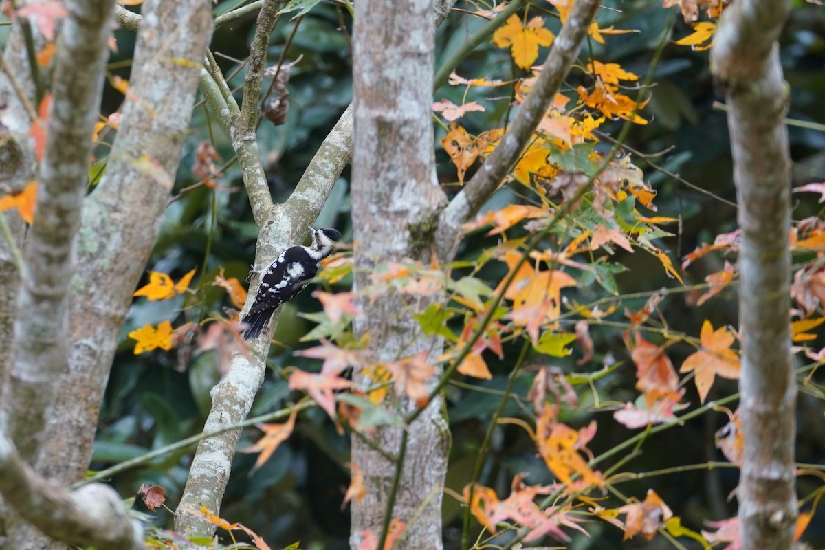 Gray-capped Pygmy Woodpecker - ML613718589