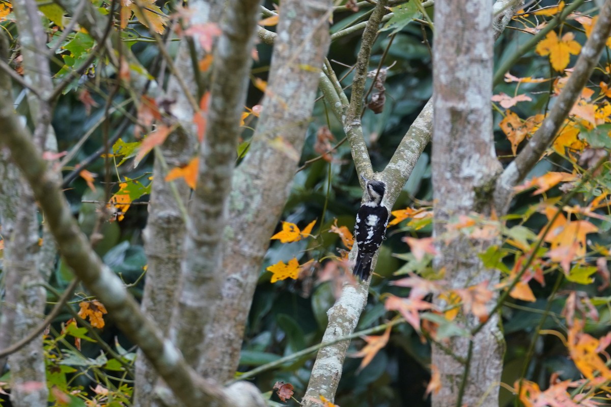 Gray-capped Pygmy Woodpecker - ML613718590