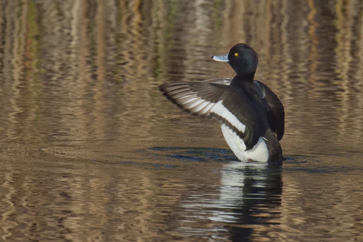 Tufted Duck - ML613718629