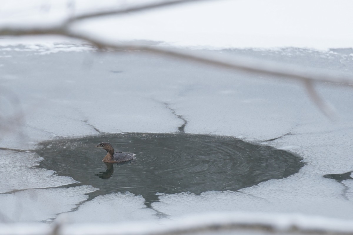 Pied-billed Grebe - Will Thornton