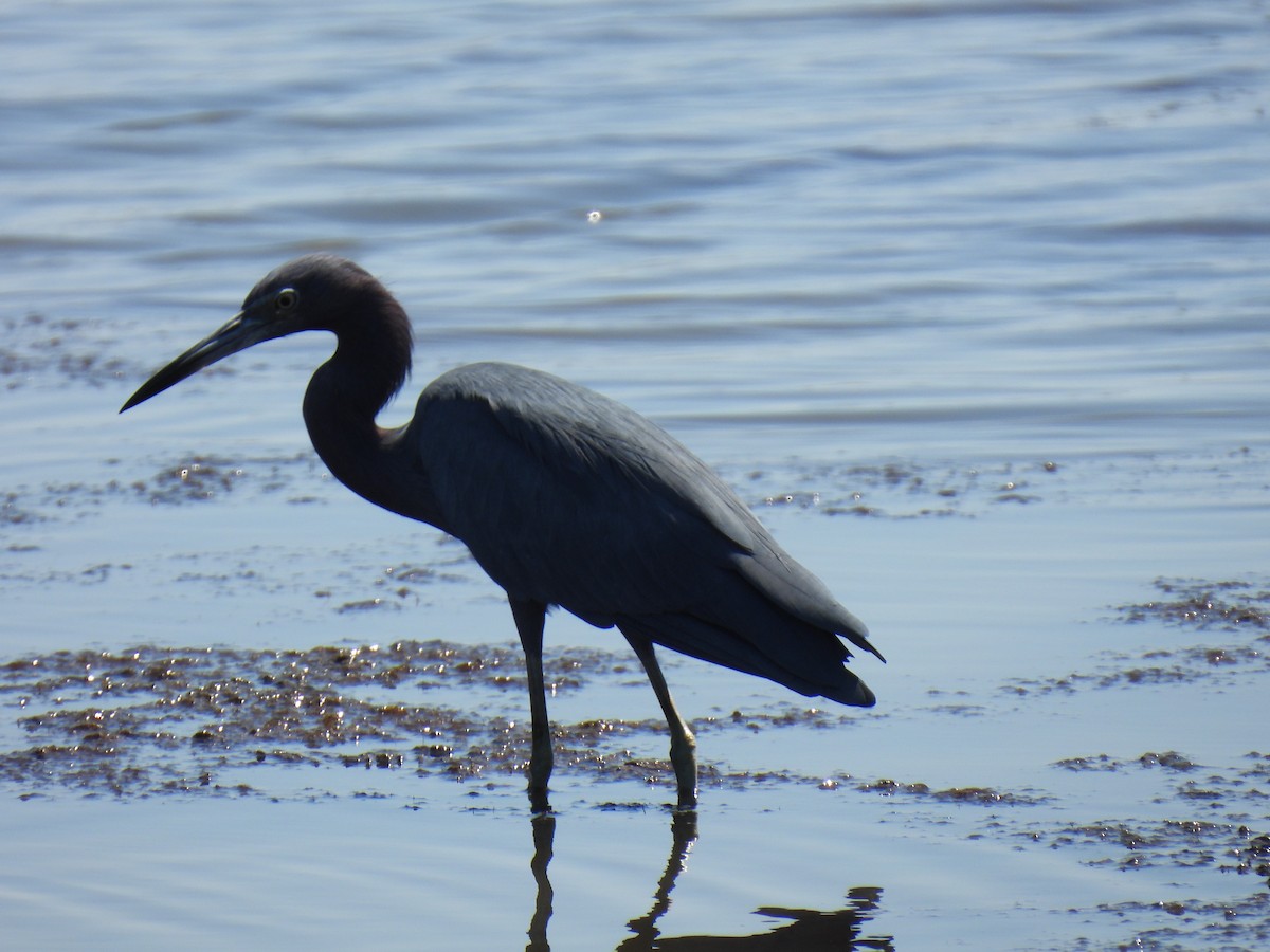 Little Blue Heron - ML613718689