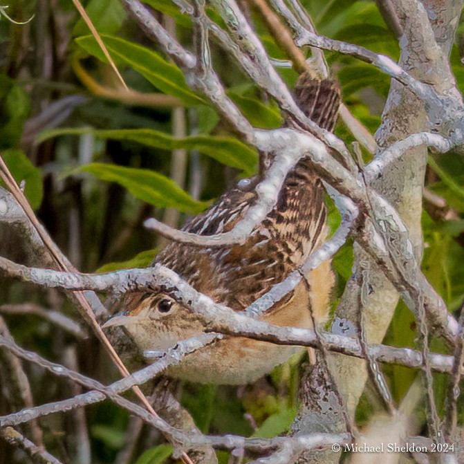 Sedge Wren - ML613718745