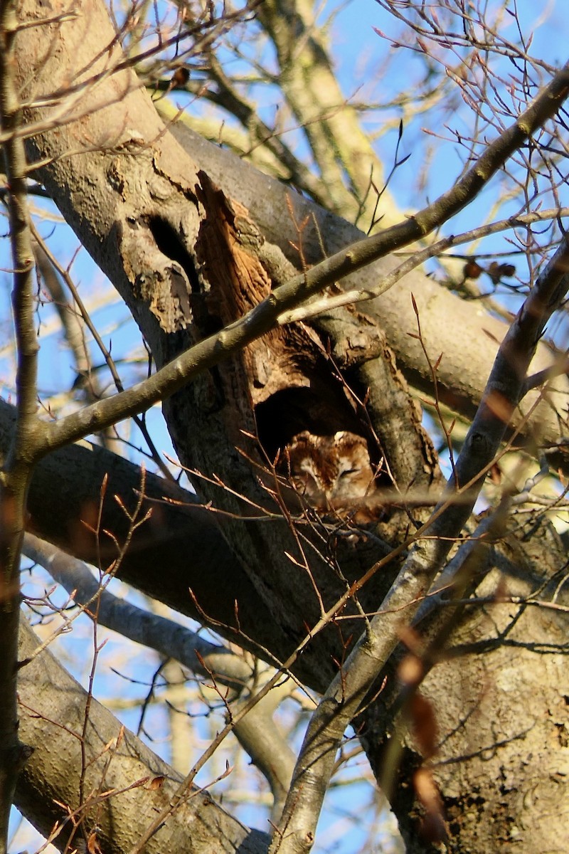 Tawny Owl - Hein Prinsen