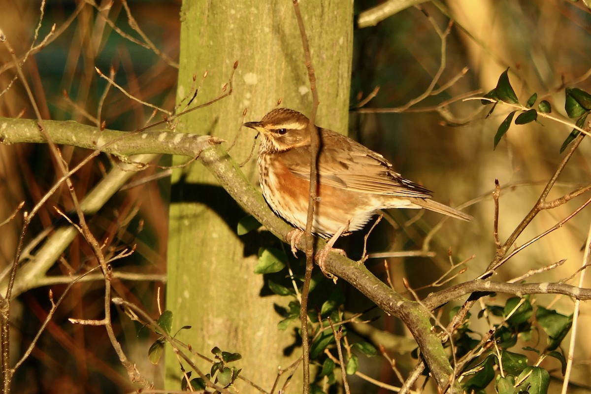 Redwing - ML613718761