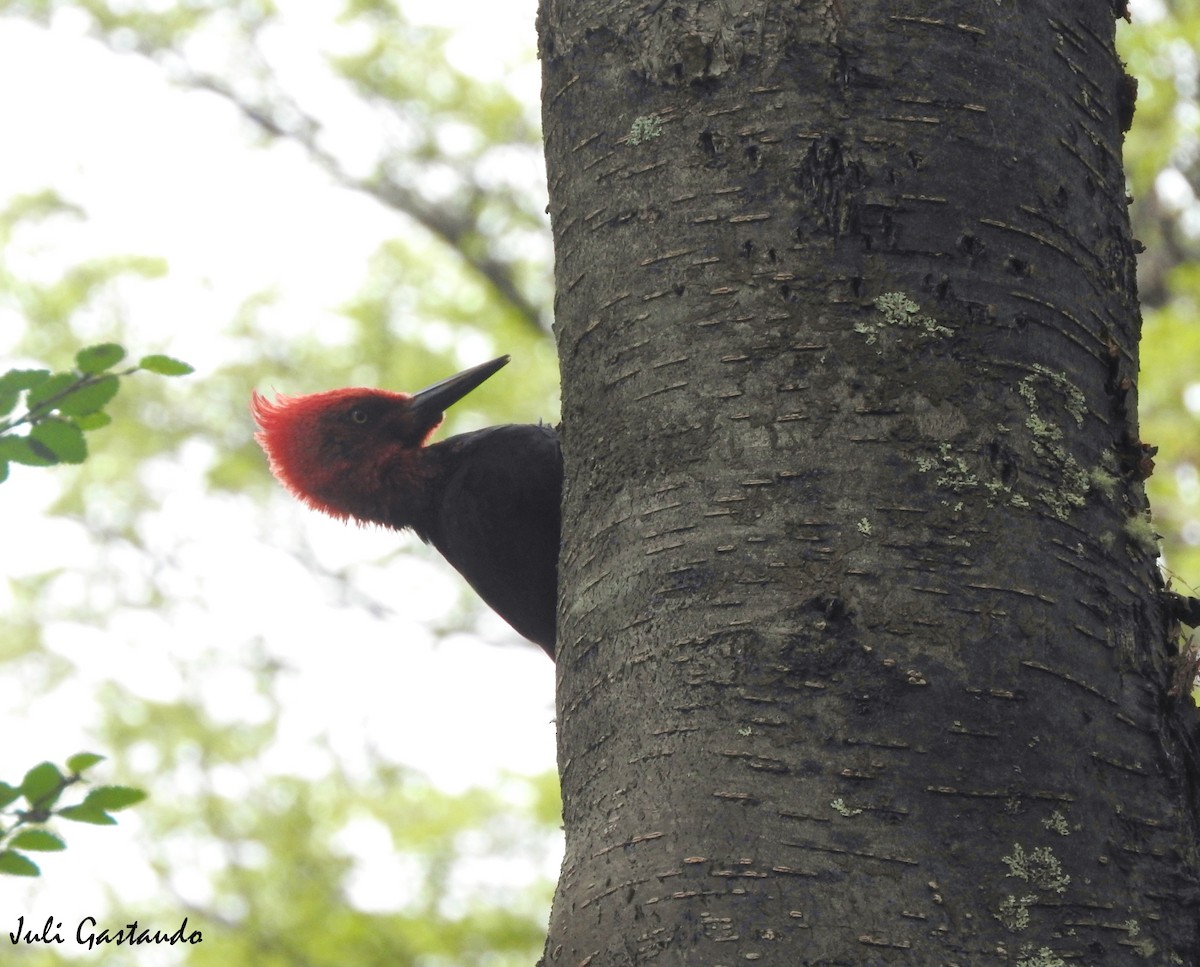 Magellanic Woodpecker - Julia Gastaudo