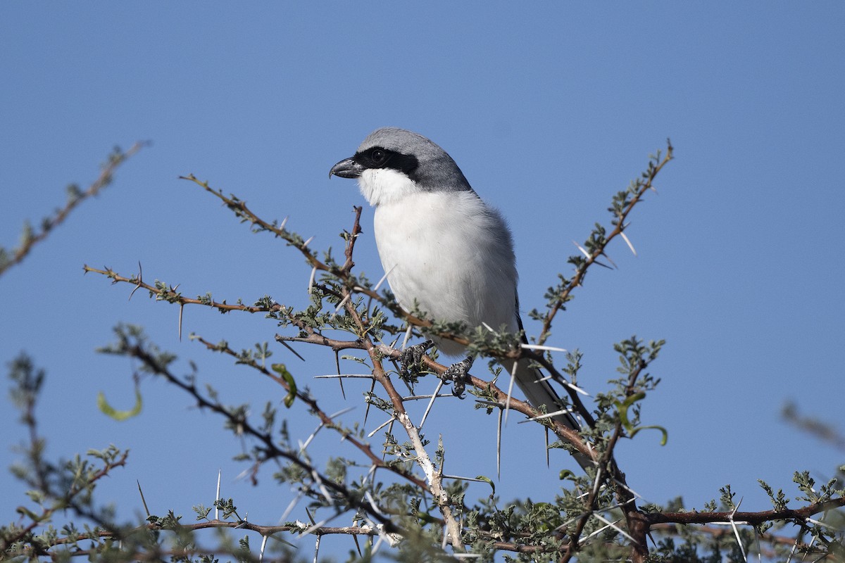 Great Gray Shrike (Indian) - Wachara  Sanguansombat