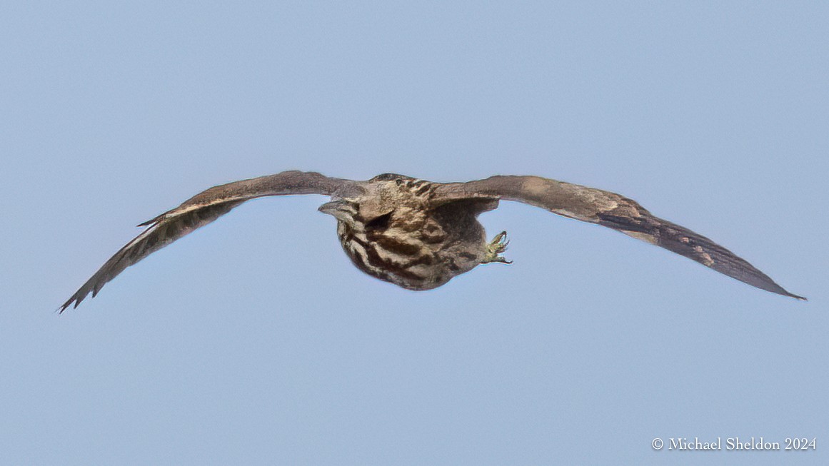 American Bittern - Michael Sheldon