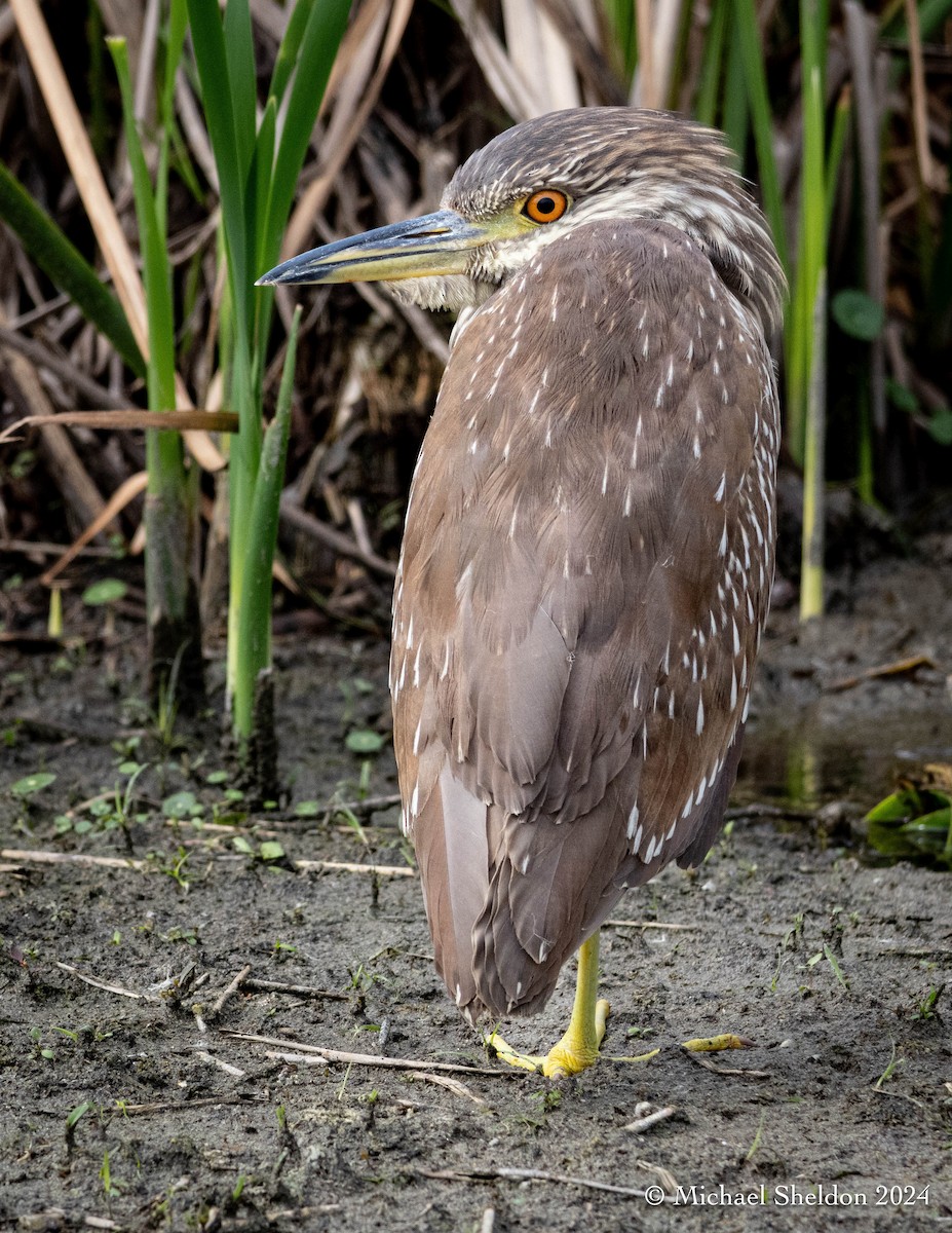 Black-crowned Night Heron - Michael Sheldon